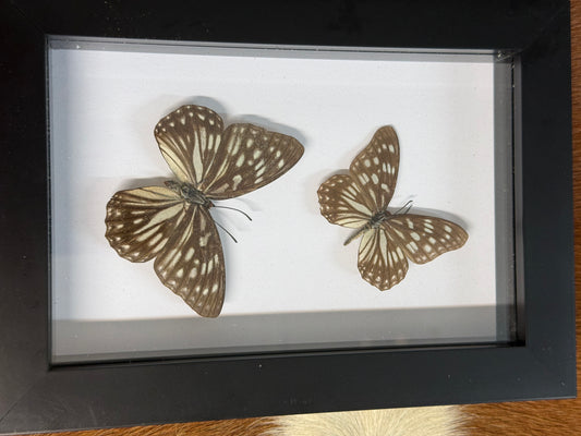 Butterfly duo frame - Pumpkin Cat Collectables
