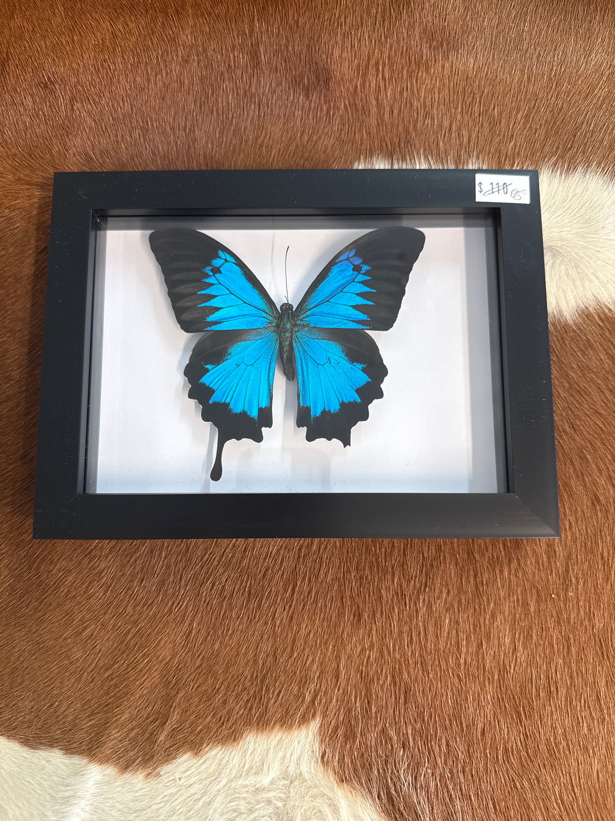 Ulysses Butterfly in a frame A2