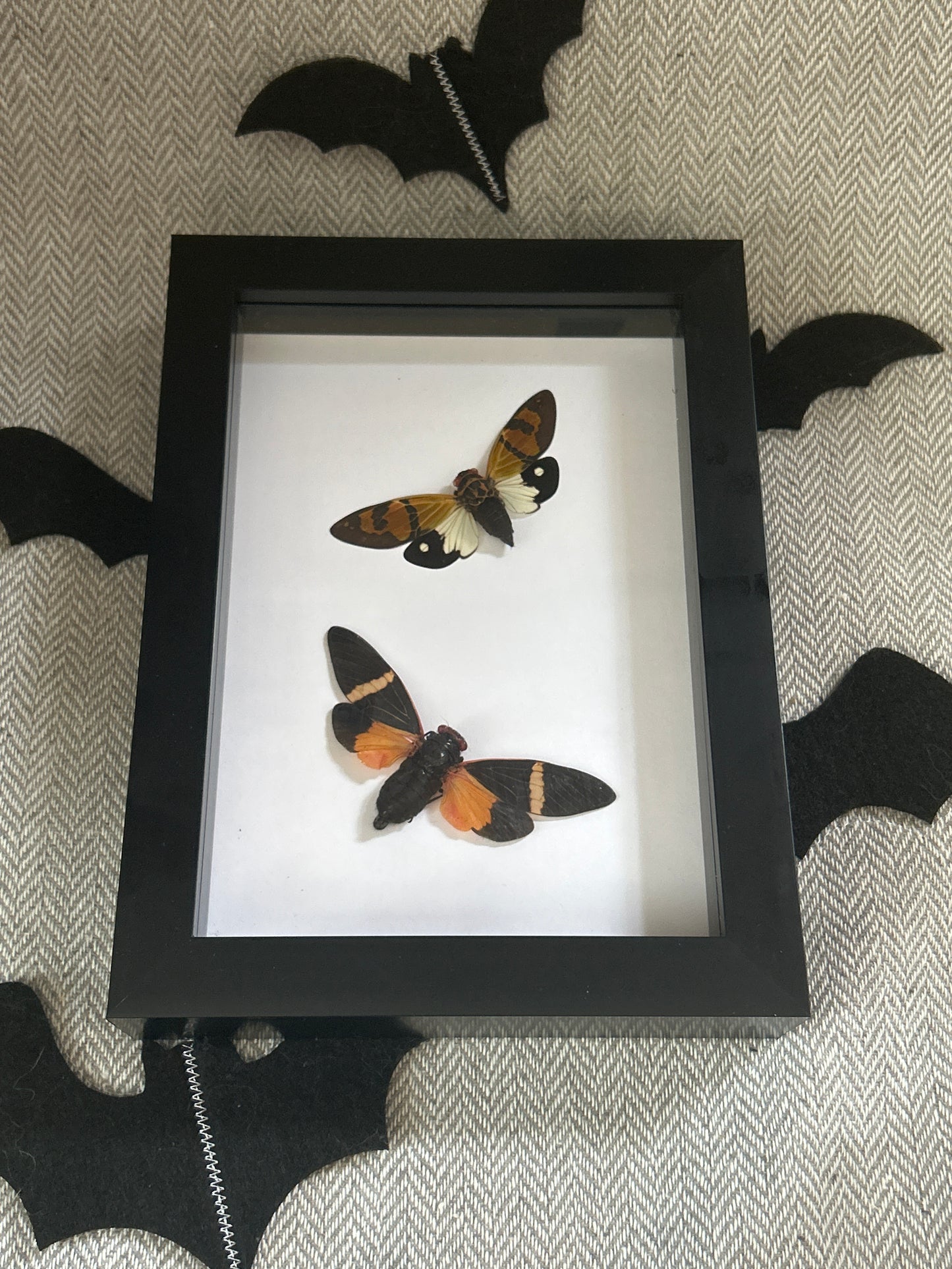 Cicada Duo Frame