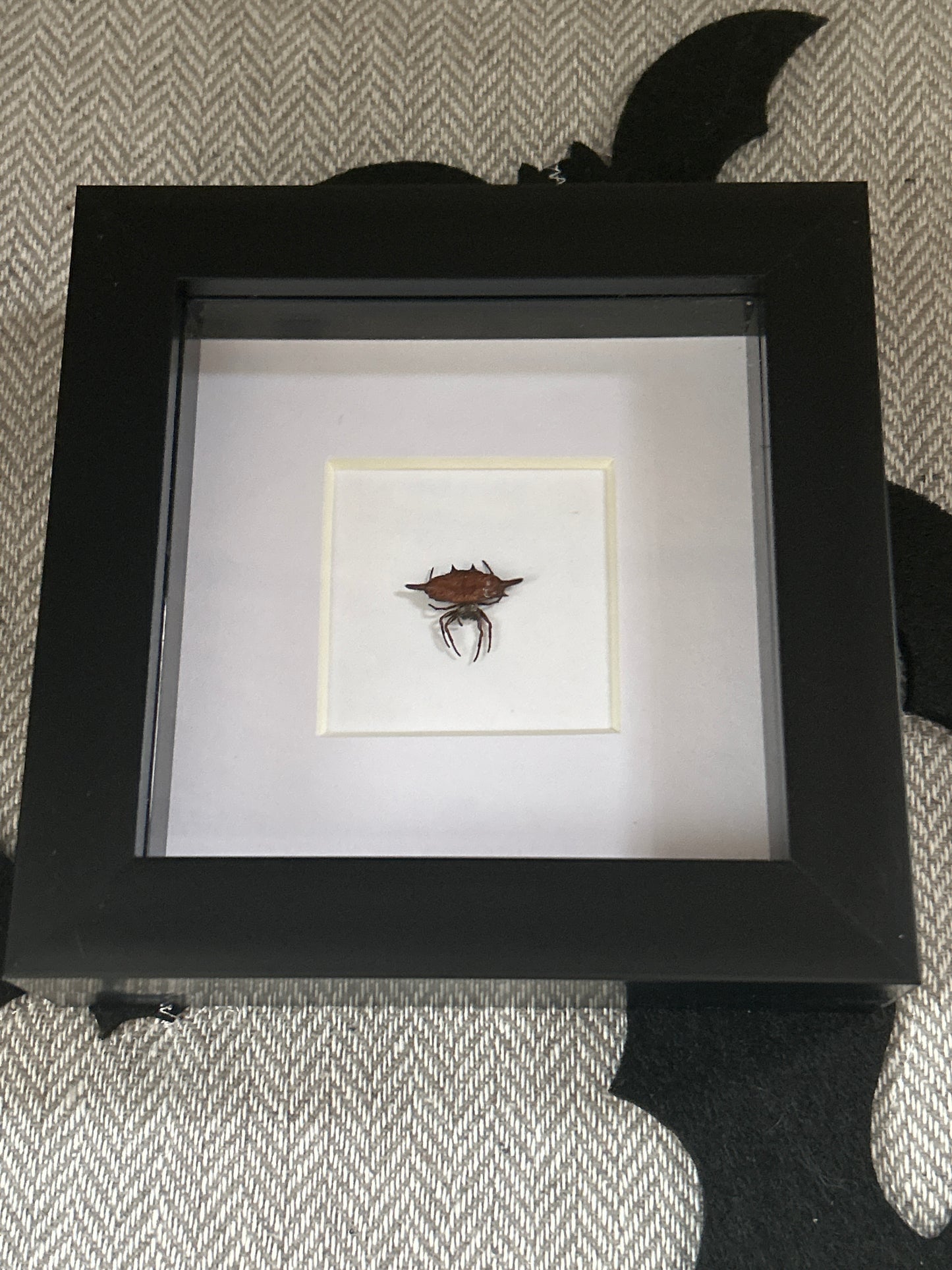 Gastercantha diardi spider in a Frame