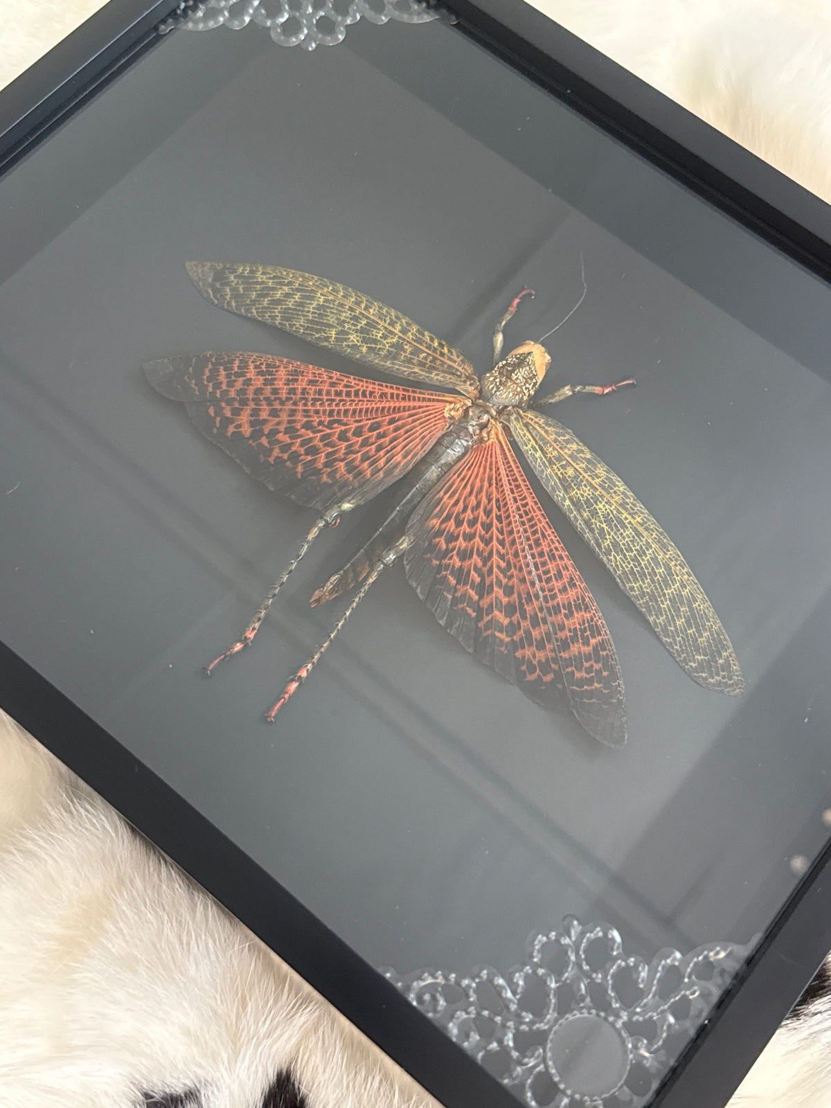 Tropidacris Dux Grasshopper in a Frame