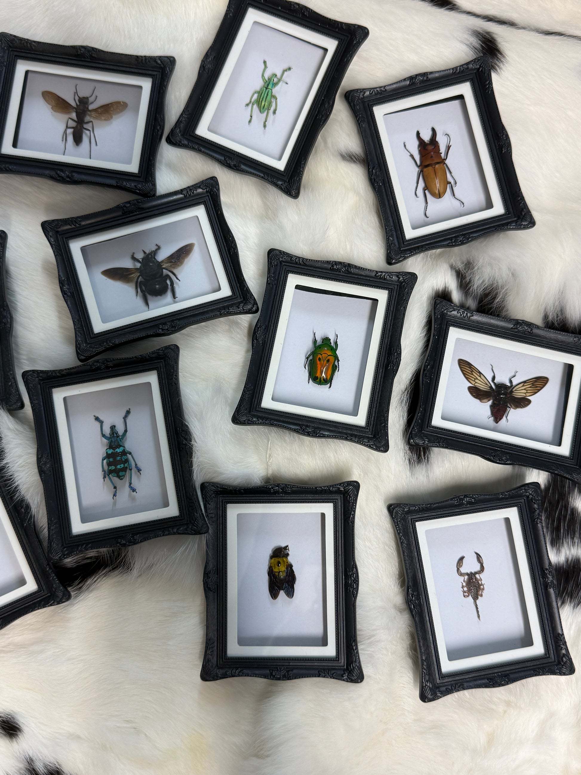 Bug Fridge Magnet Mini Frame - Pumpkin Cat Collectables