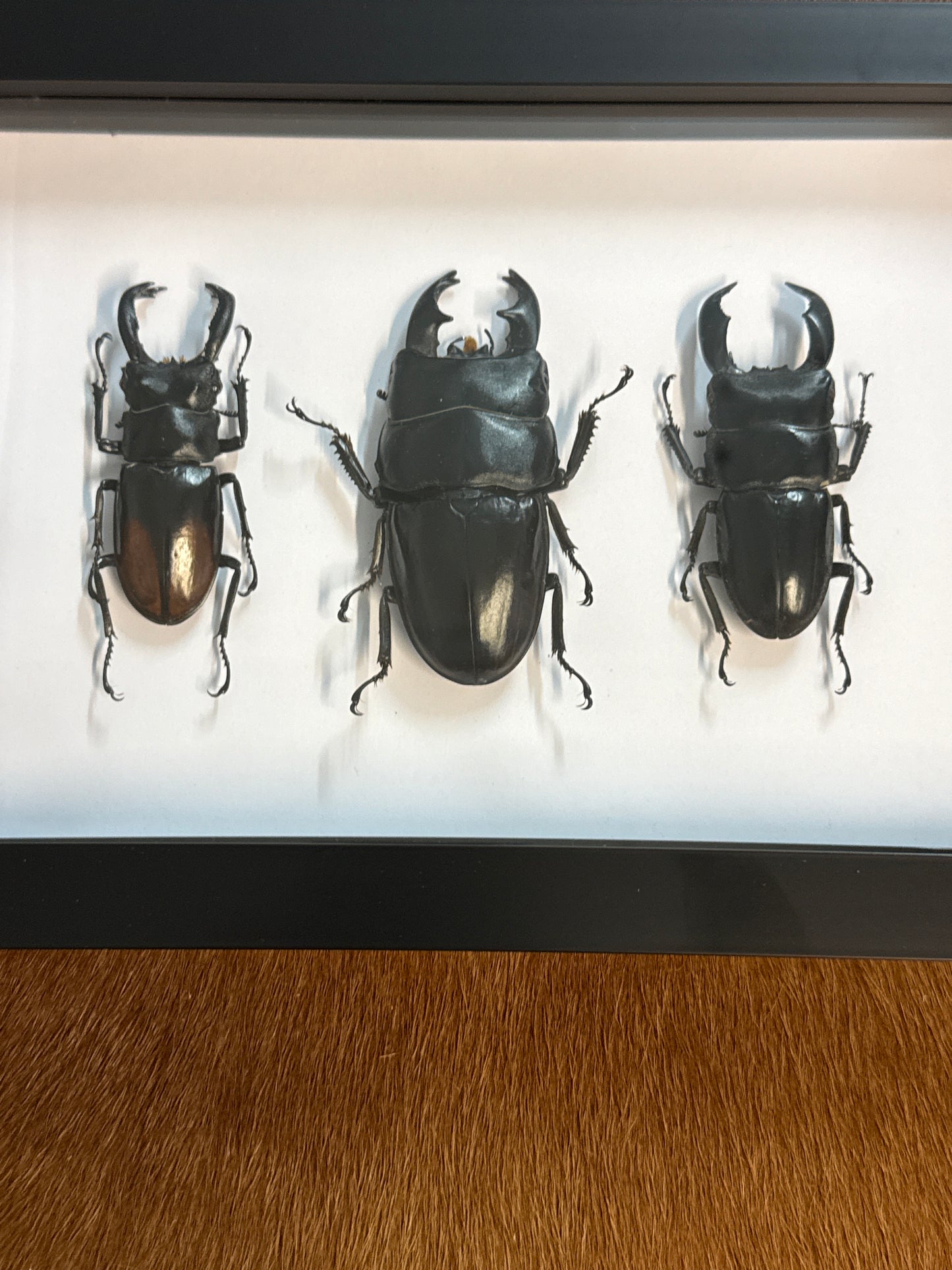 Big Boi Beetle Trio Frame
