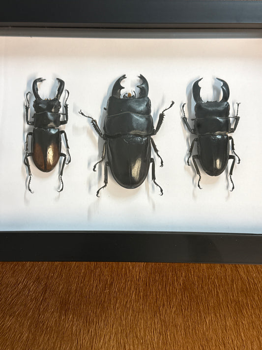 Big Boi Beetle Trio Frame