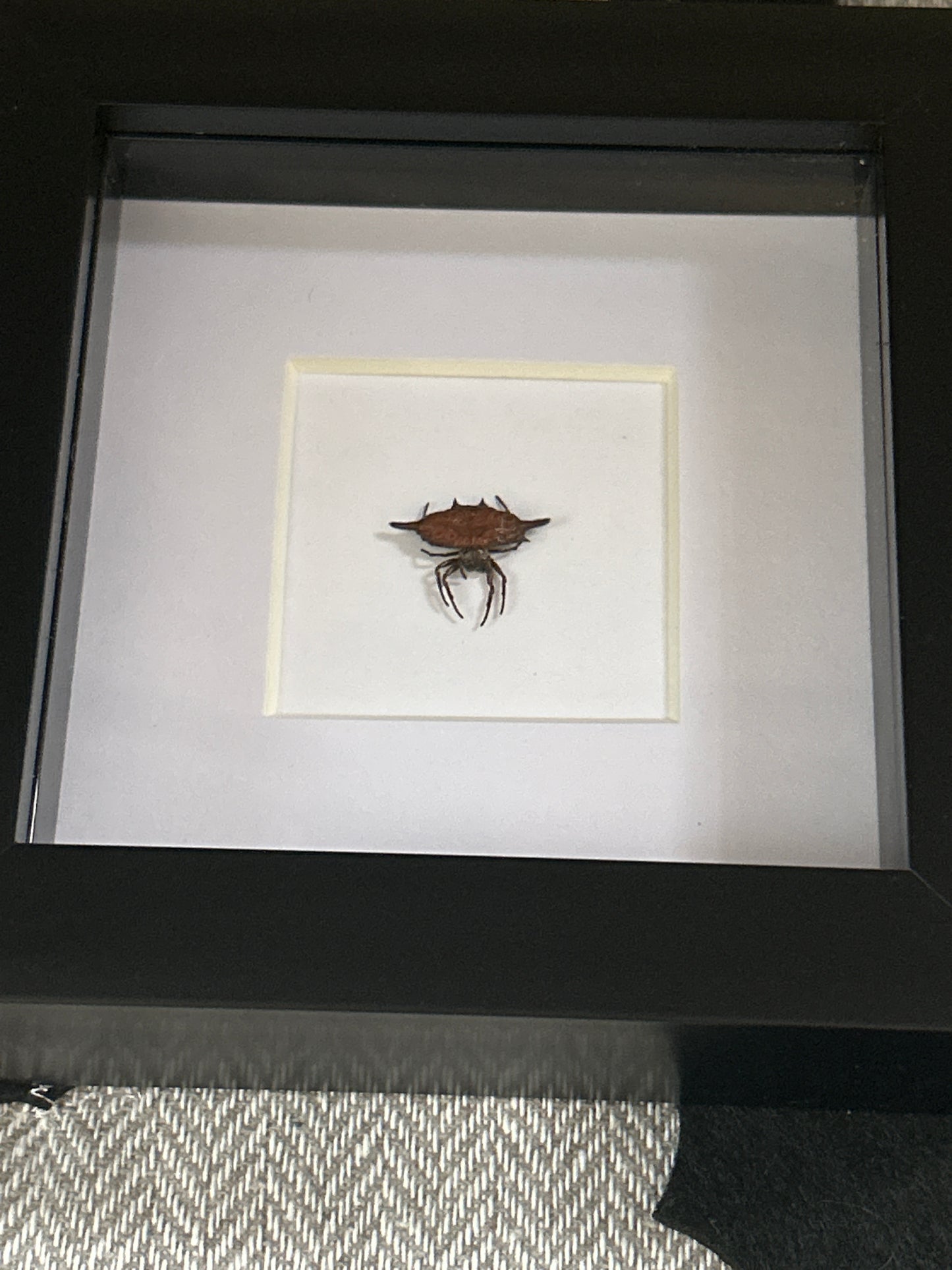 Gastercantha diardi spider in a Frame