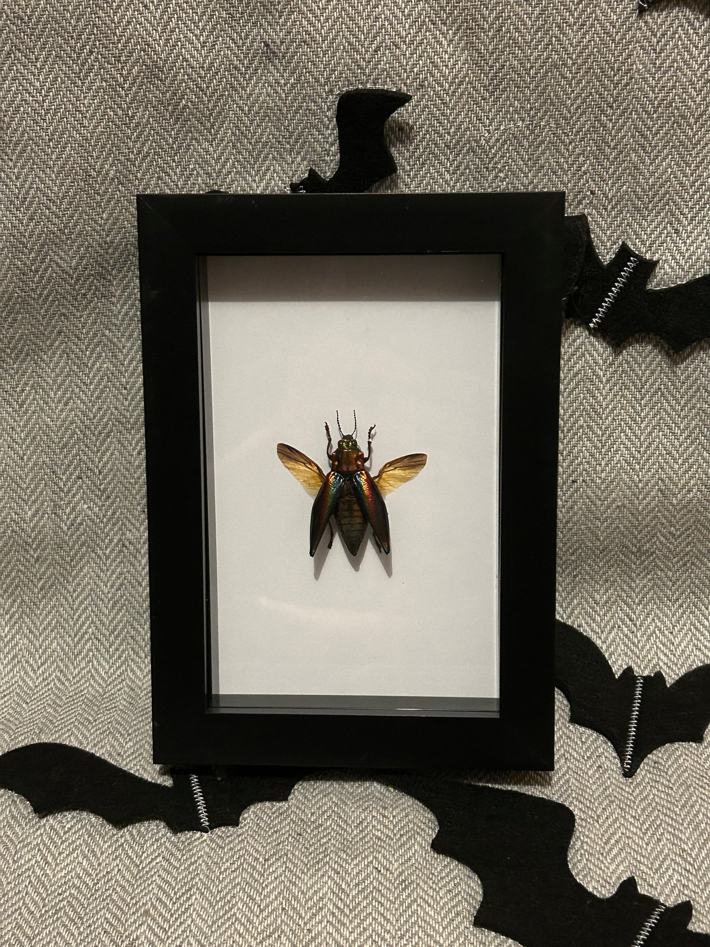 Cyphogastra javanica Beetle in a Frame