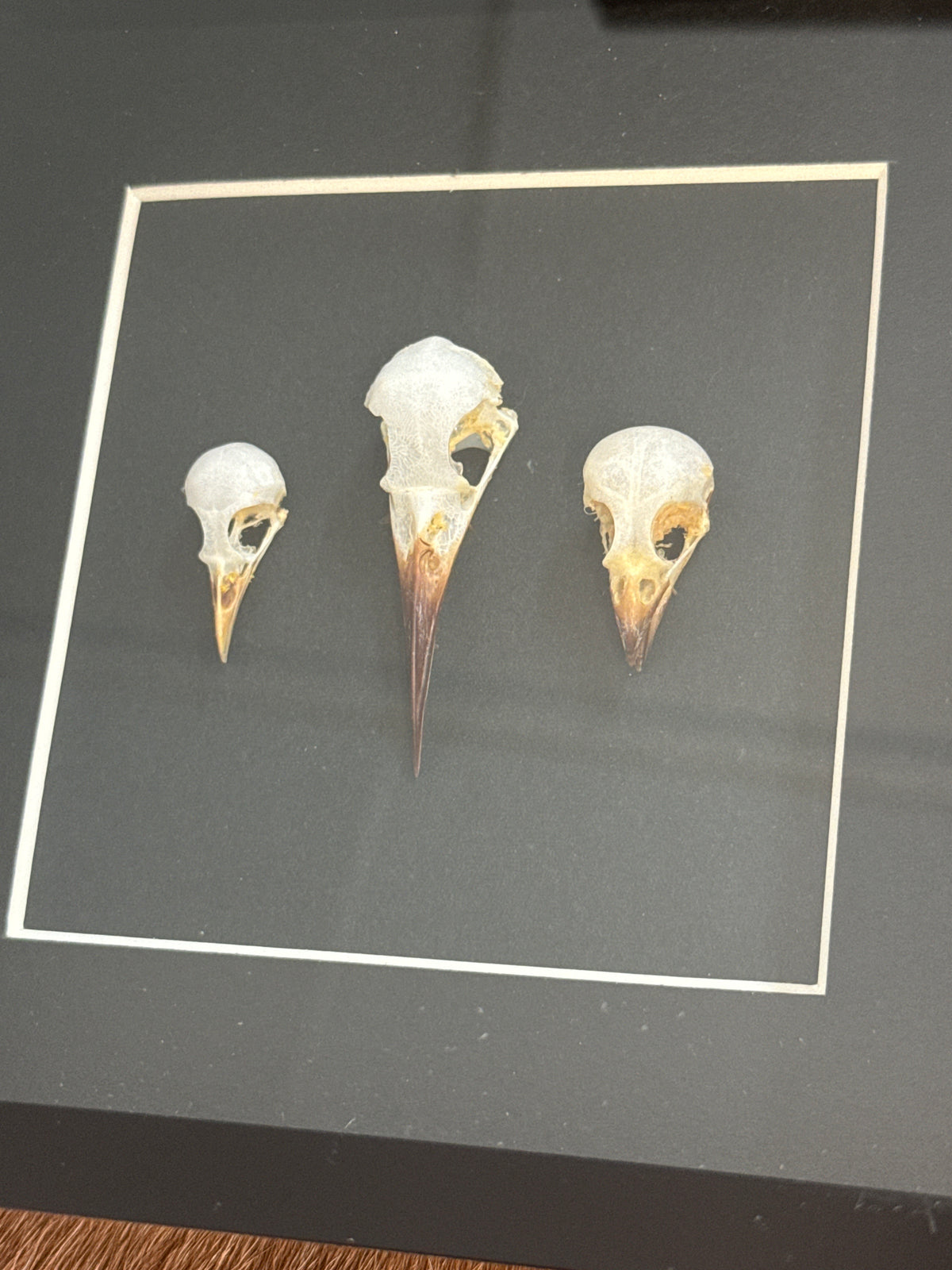 Bird Skull Trio Frame