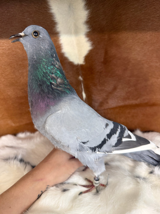 Taxidermy Pigeon 'Stan' - Pumpkin Cat Collectables