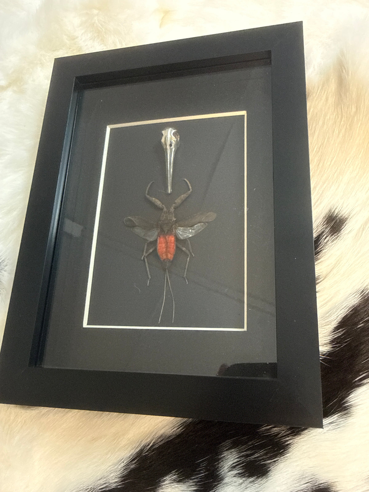 Water Scorpion in a Frame
