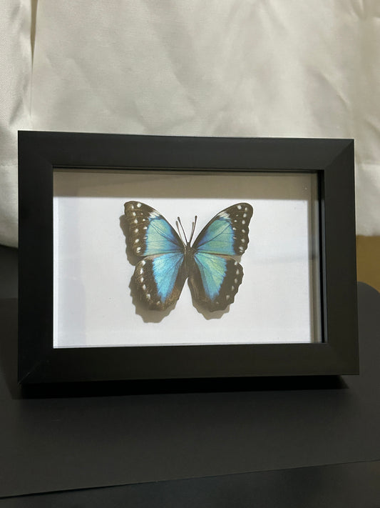 Replica Morpho Butterfly Frame