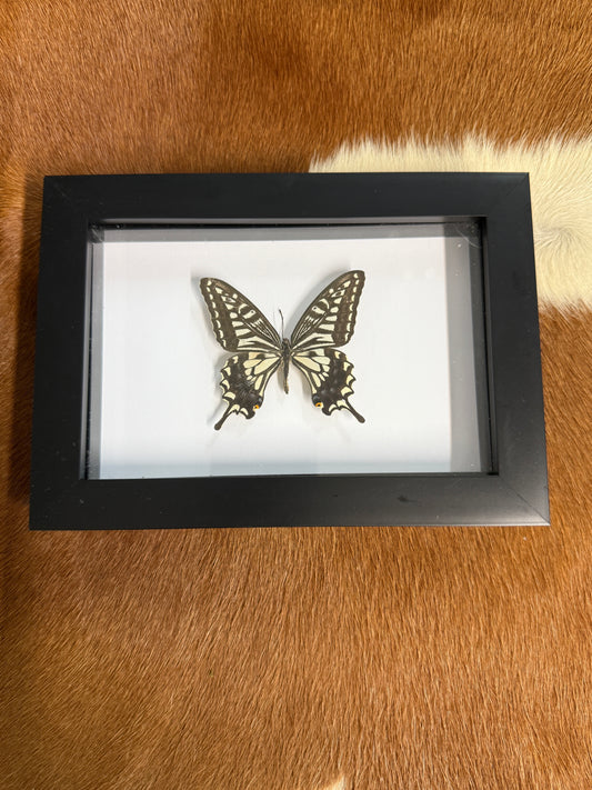 Swallowtail Butterfly frame - Pumpkin Cat Collectables