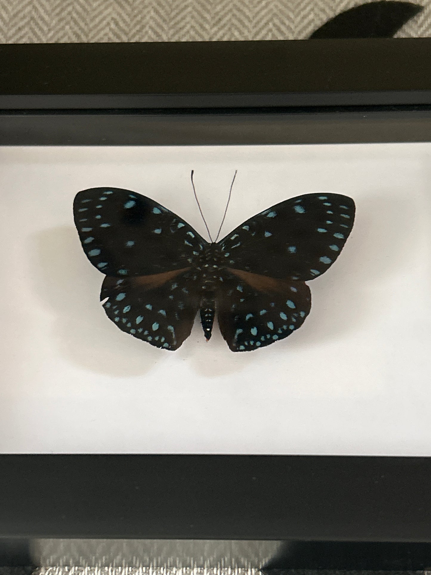 Hamadryas laodamia Butterfly Frame