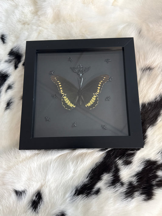 Battus polydamas Butterfly in a Frame