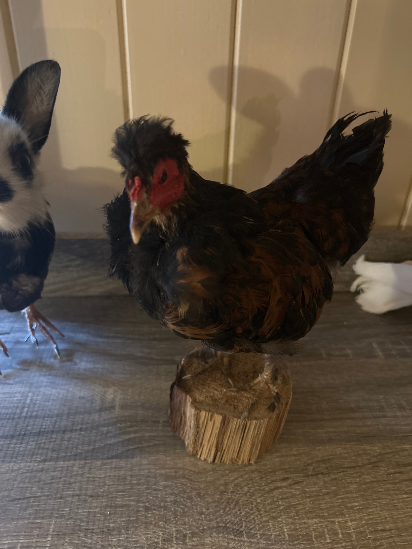 Black & Tan Taxidermy Chicken Mount