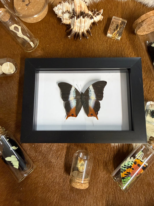 Palla violintes Butterfly Frame