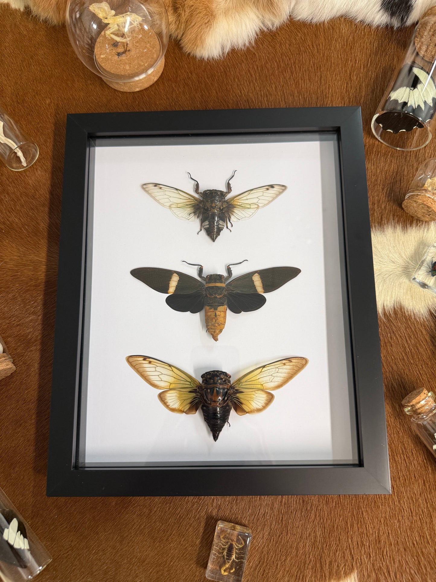 Cicada Trio Frame