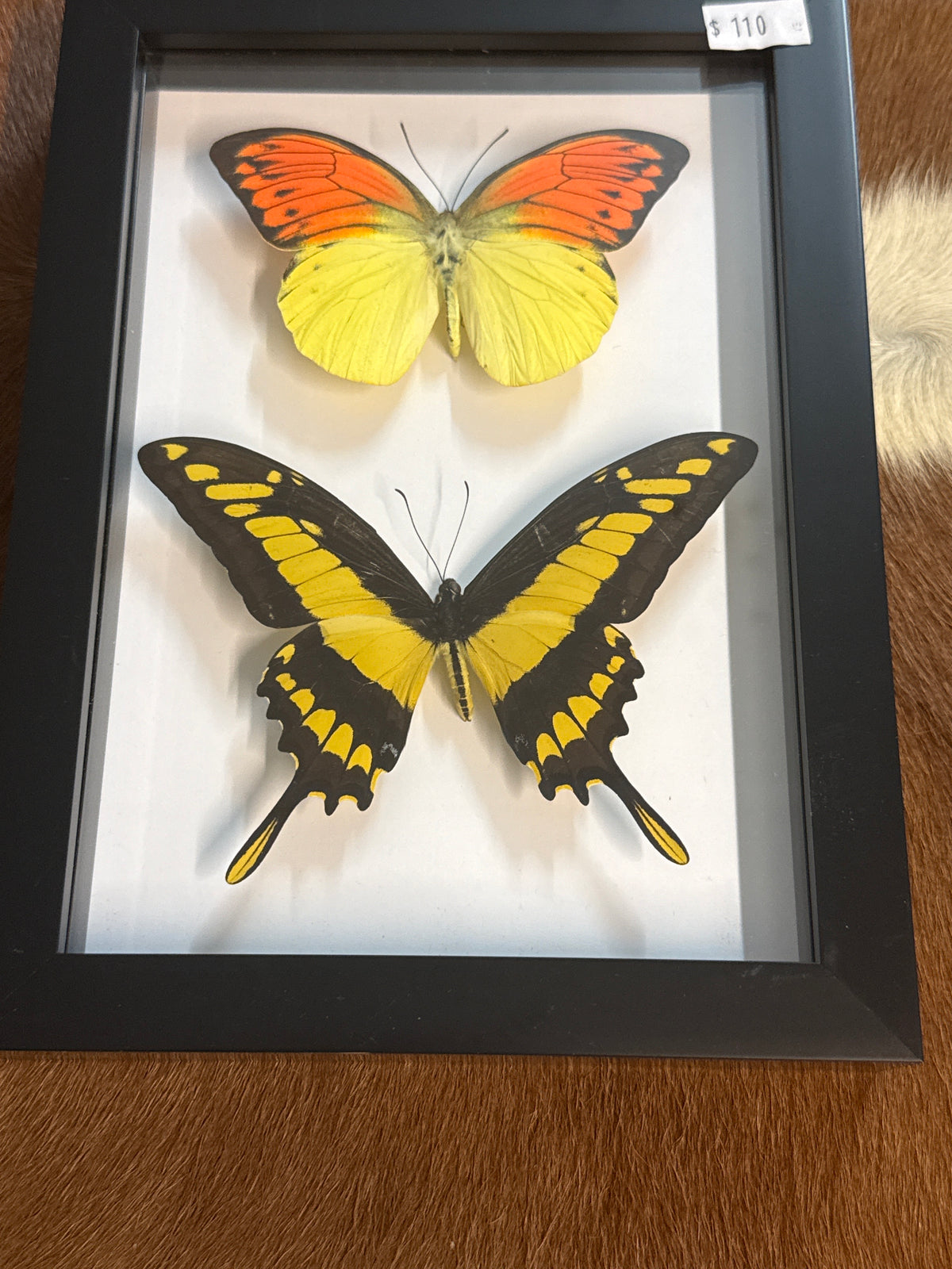 Orange Tip & King Thoas Butterfly Duo