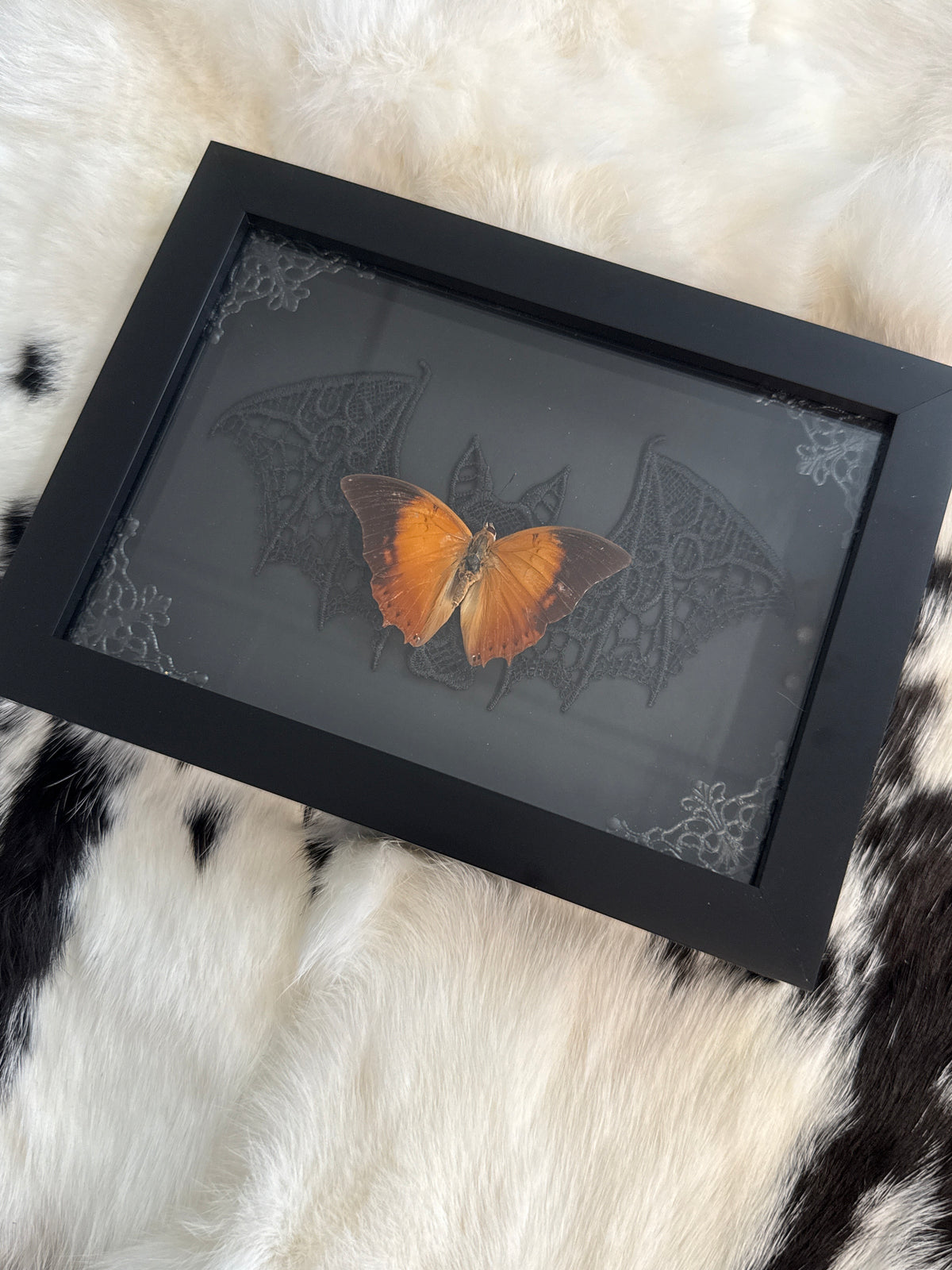 Doleschallia bisaltide Butterfly in a Frame