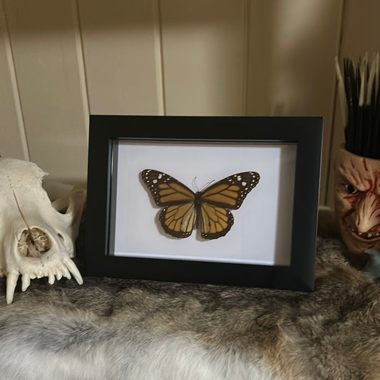 Monarch Butterfly in a frame