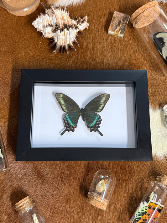 Papilio Maackii butterfly in a frame