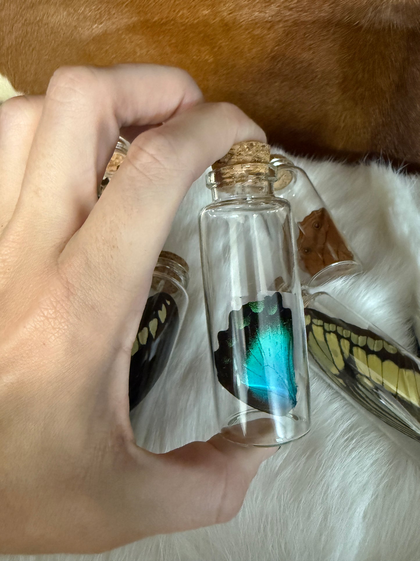 Butterfly Wing Jars - Pumpkin Cat Collectables