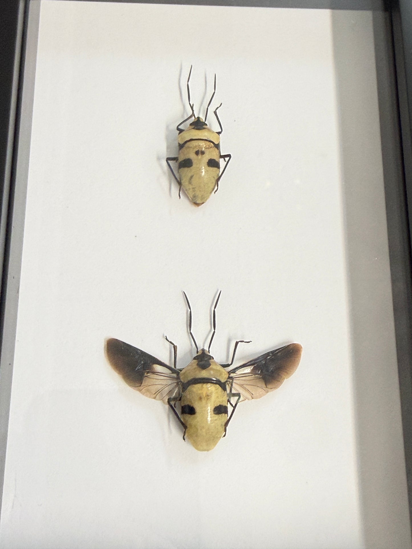 Death Head Bug - Eucorysses grandis Duo Frame