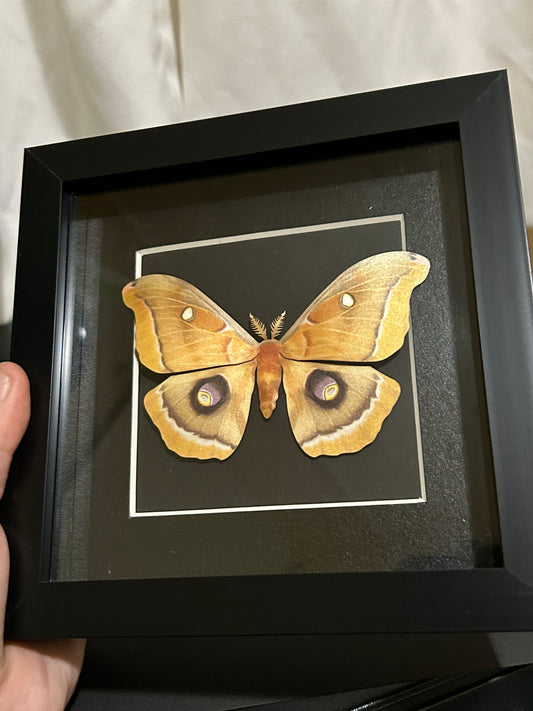 Replica Polyphemus moth (Antheraca polyphemus) Frame