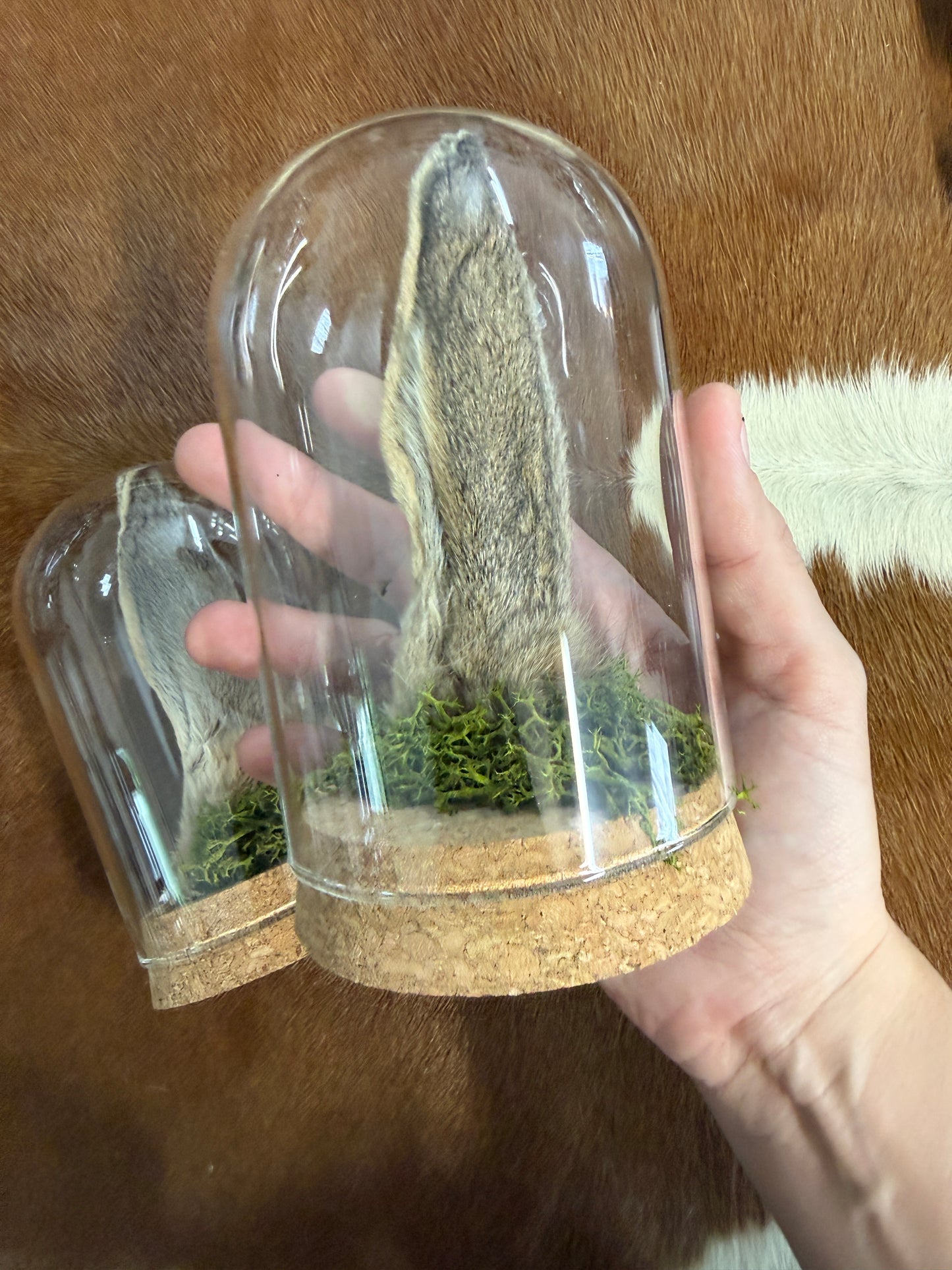 Rabbit Ear Dome - Pumpkin Cat Collectables
