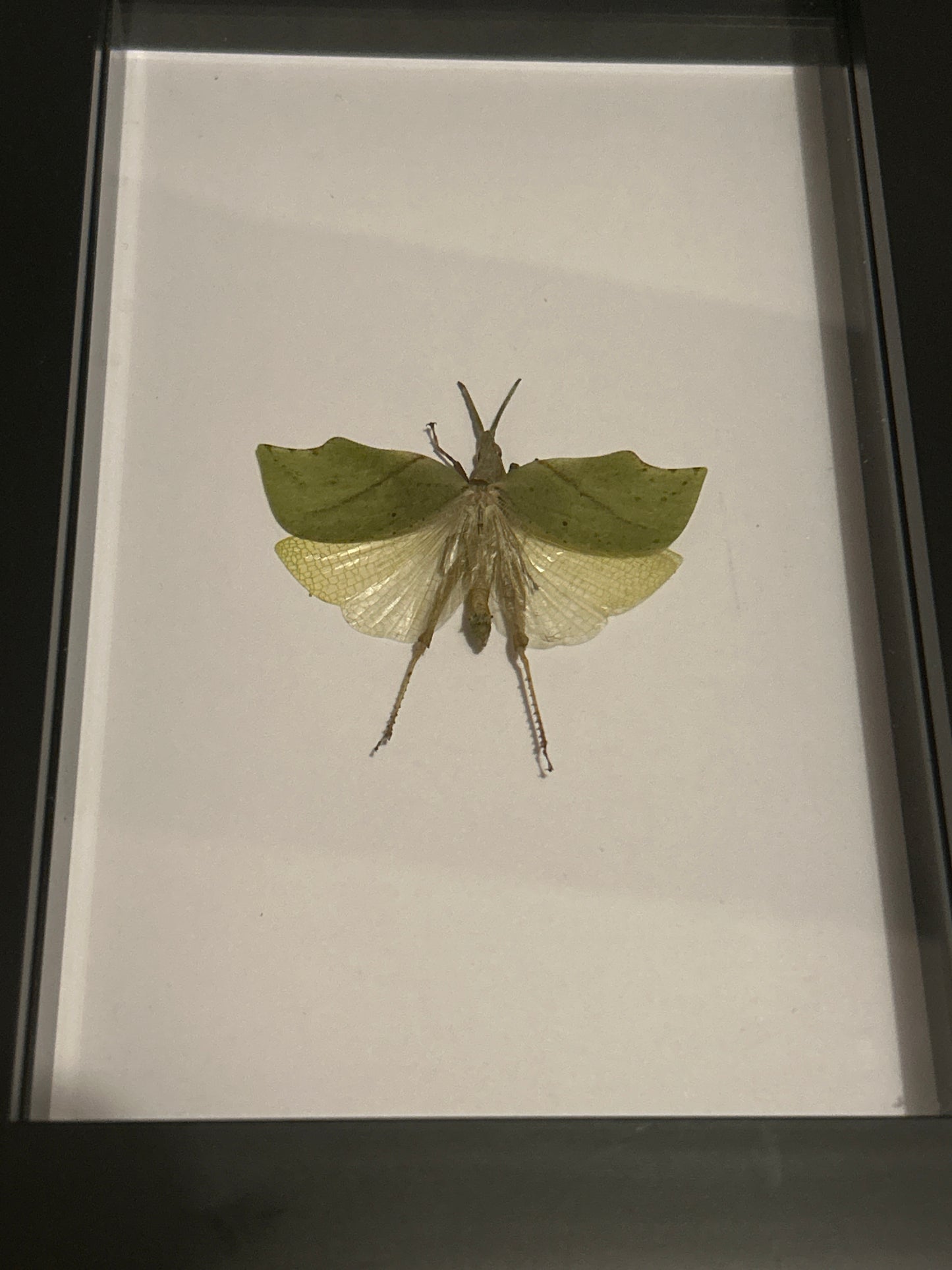 Green Leaf Hopper in a frame