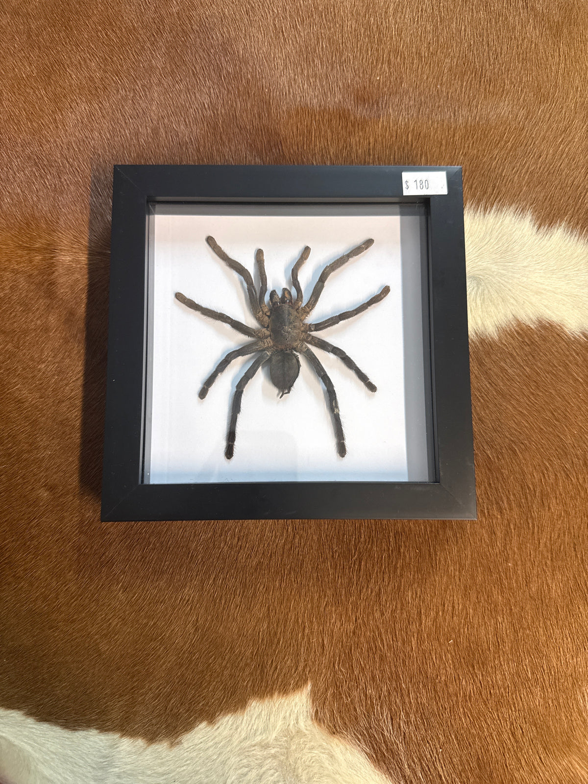 Cobolt Blue Tarantula (haplopelma Librium) in a Frame