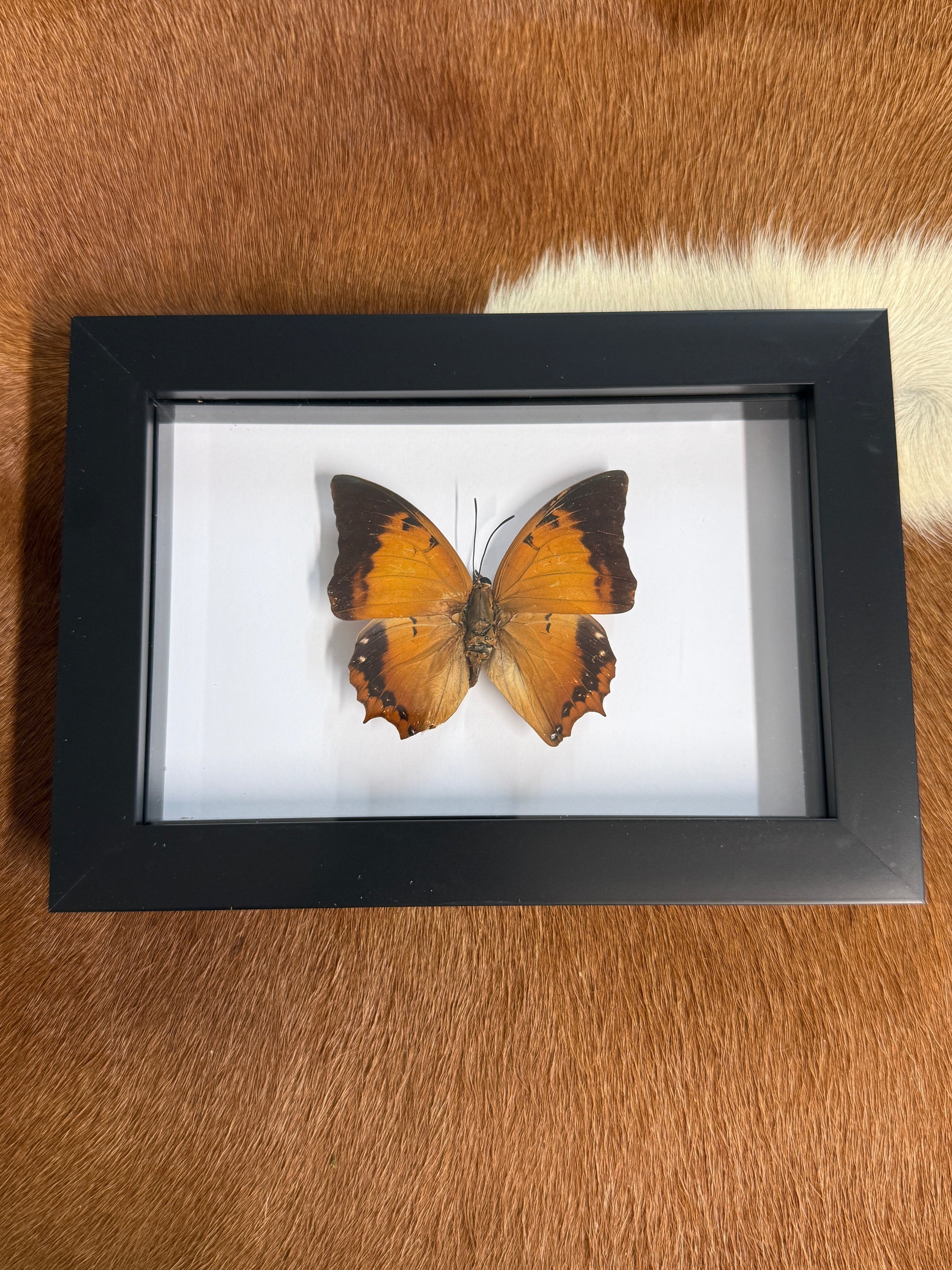 Butterfly frame - Pumpkin Cat Collectables