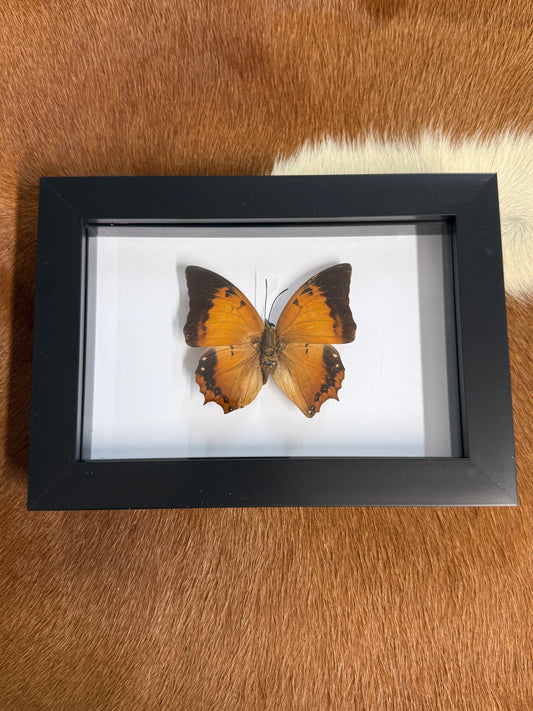 Butterfly frame - Pumpkin Cat Collectables