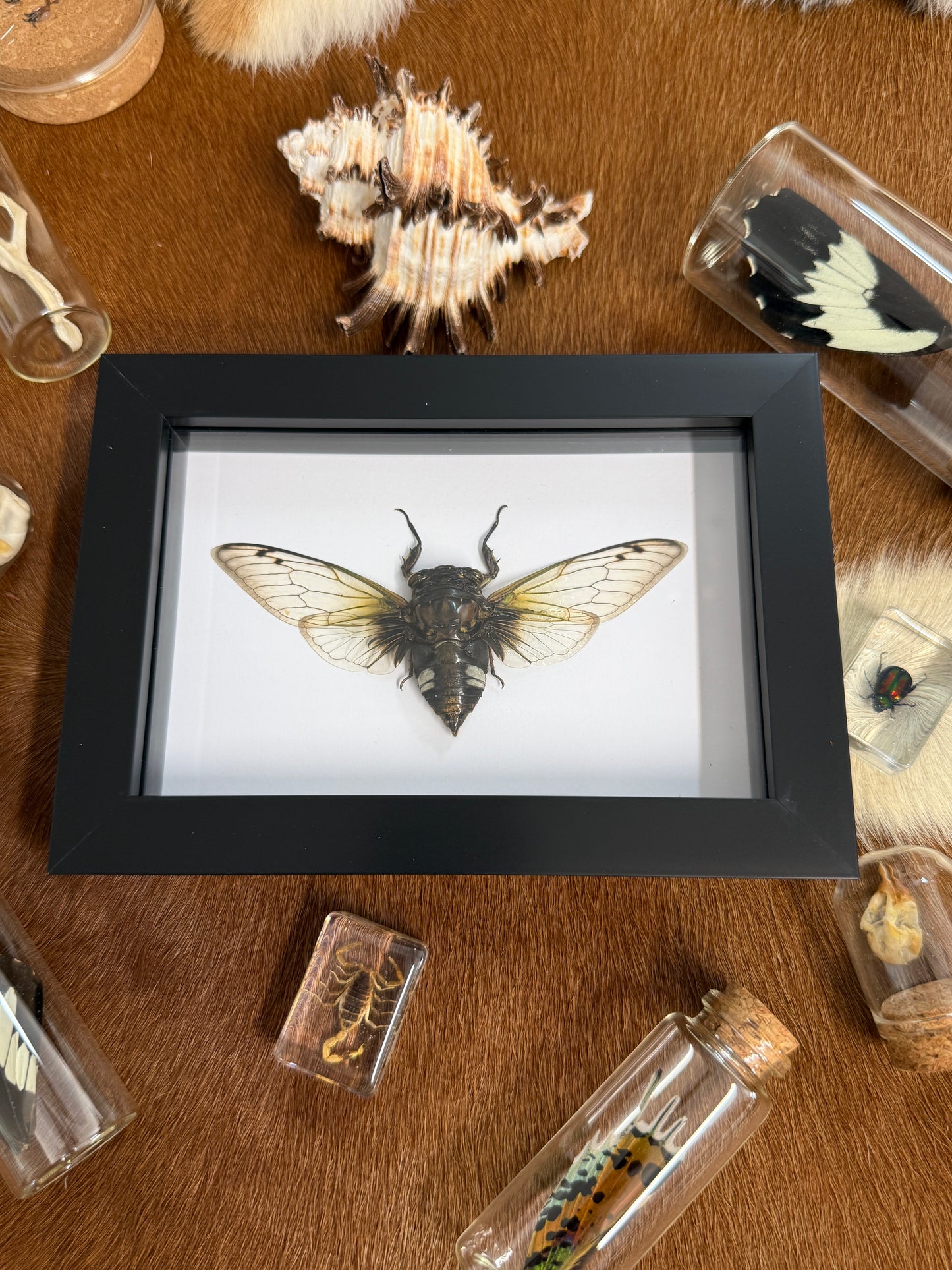 Black Clearwing Cicada - Cryptotympana acuta Frame