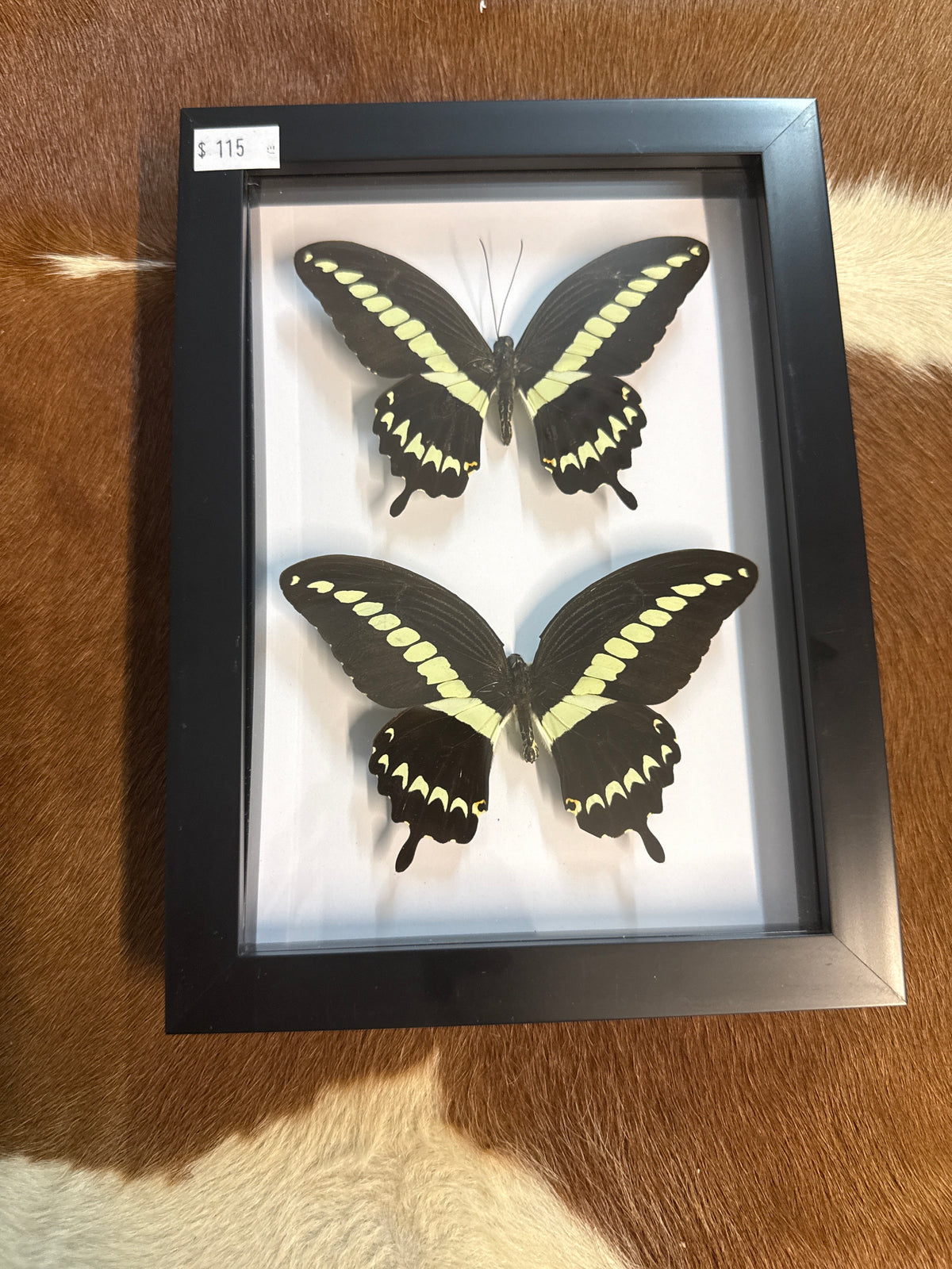 P. gigon Butterfly Duo Frame