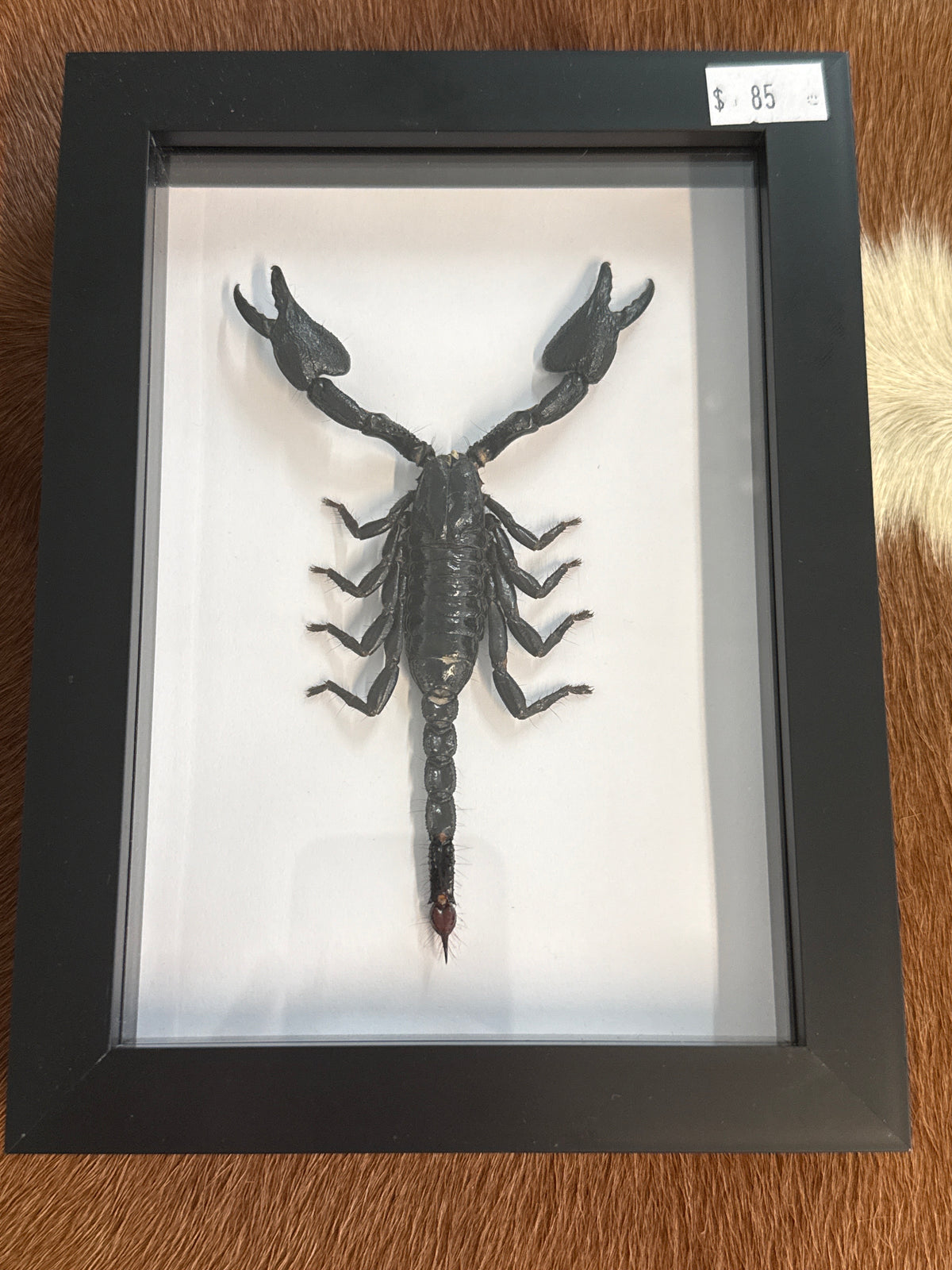 Giant Forest Scorpion in a Frame