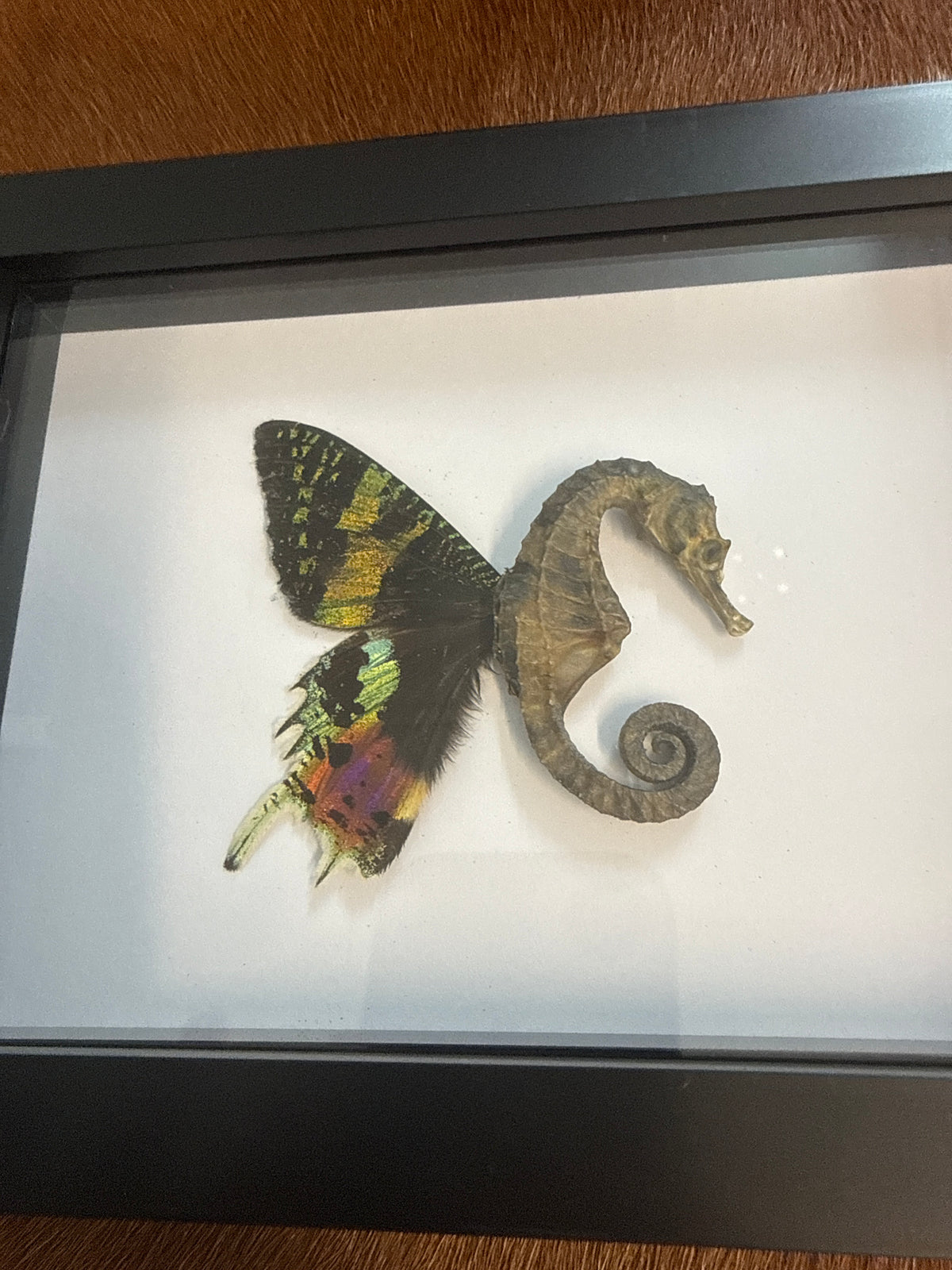 Sea ‘Fairy’ Frame
