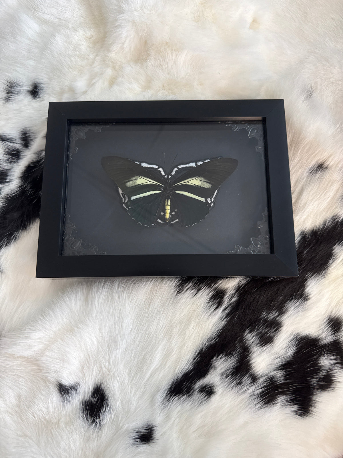 Battus crassus Butterfly in a Frame