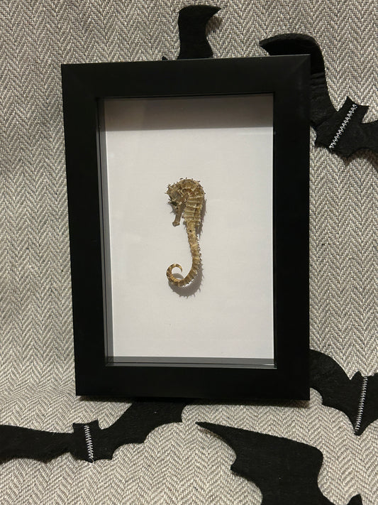 Seahorse in a Frame