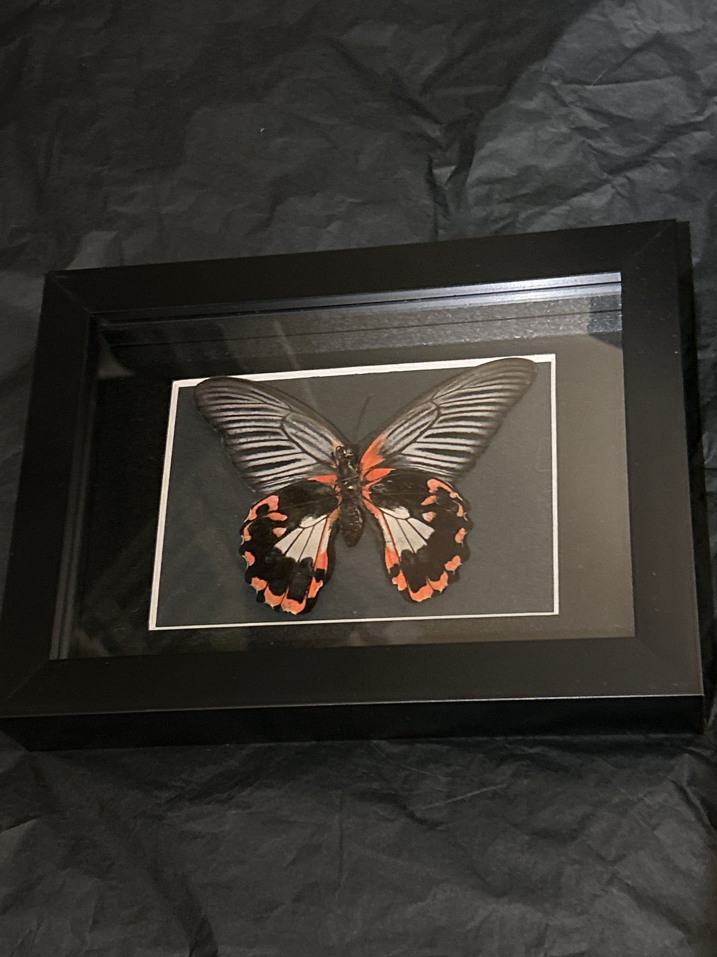 Papilio Romanzovia butterfly in a frame