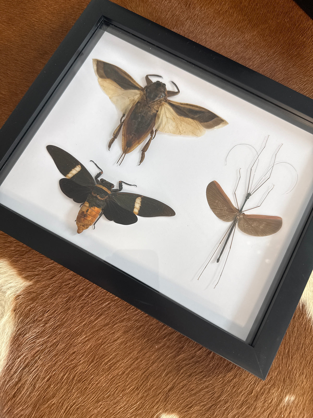 Brown Insect Trio Frame