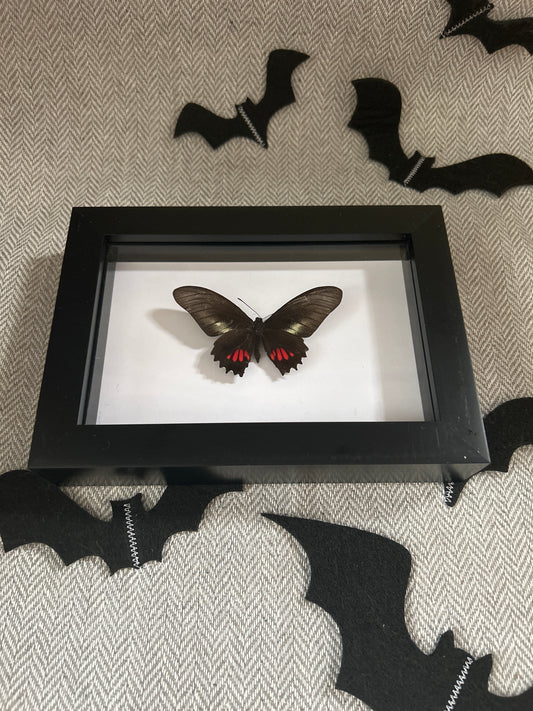 Eurytides ariathes Butterfly Frame