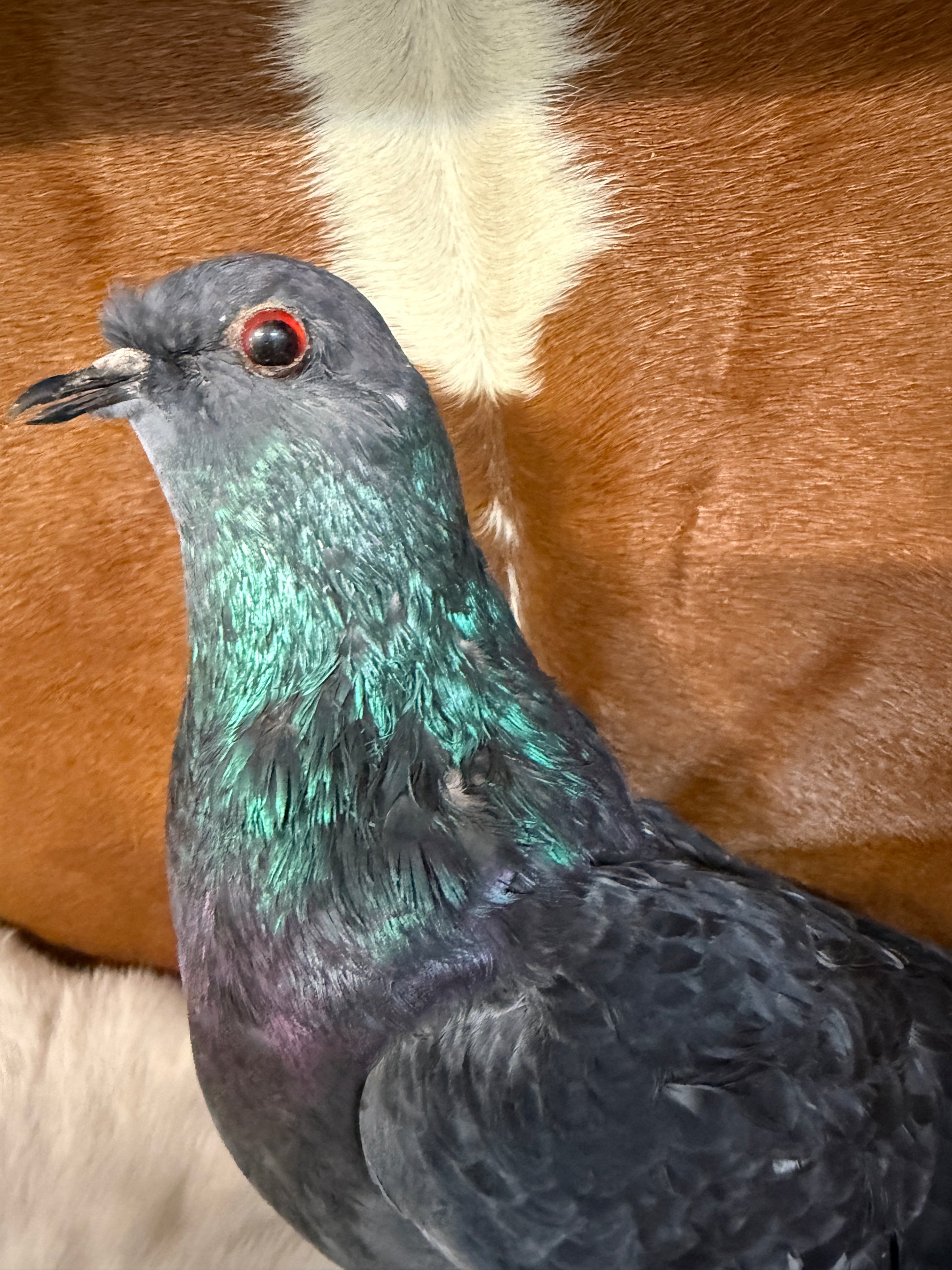 Taxidermy Pigeon 'Kyle' - Pumpkin Cat Collectables