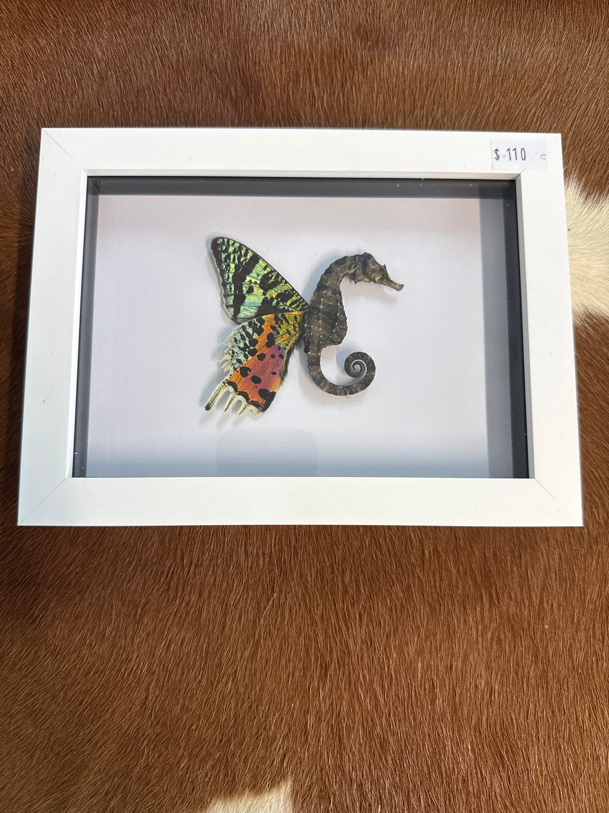 Sea ‘Fairy’ Frame