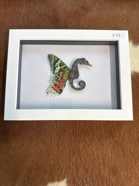 Sea ‘Fairy’ Frame