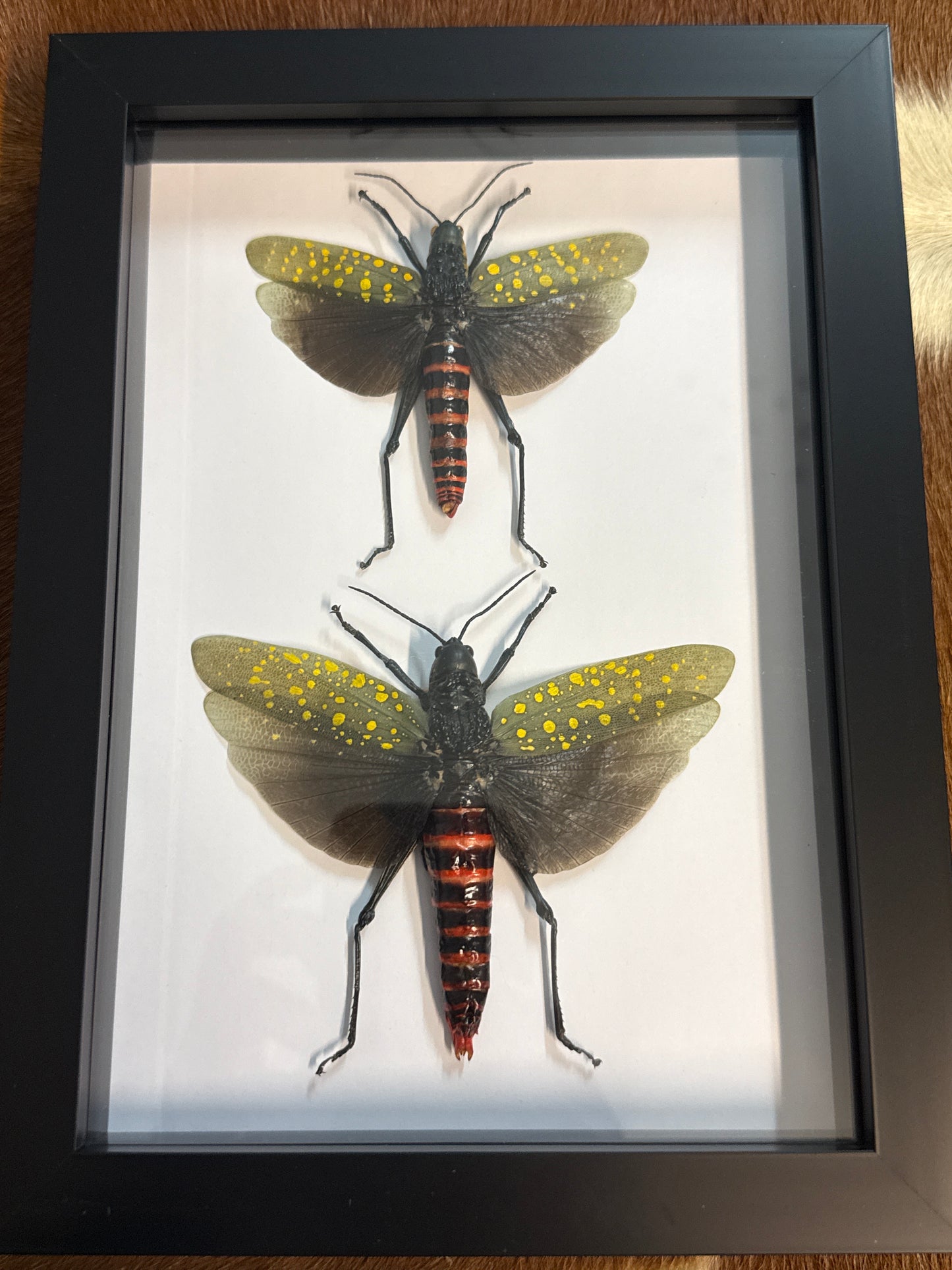 Aularches punctatus Grasshopper Duo Frame