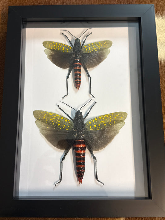 Aularches punctatus Grasshopper Duo Frame