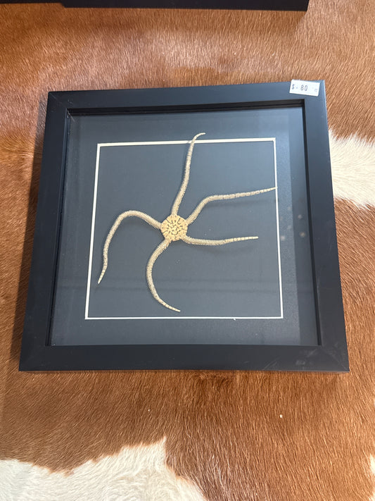 Brittle Starfish in a Frame