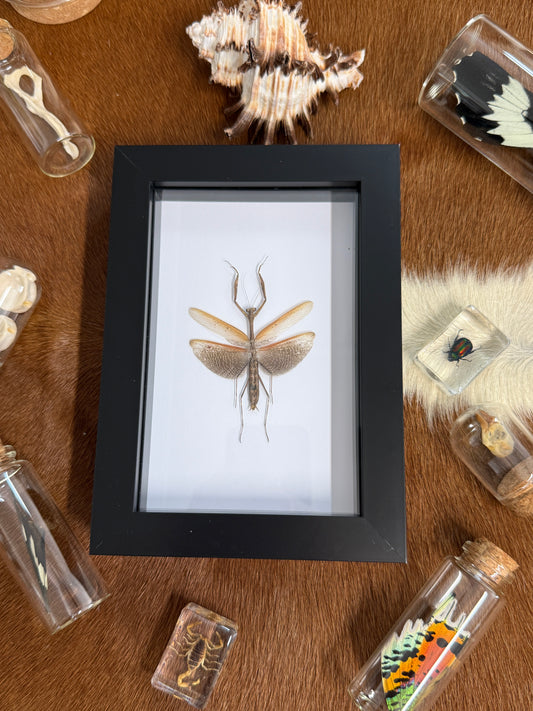 Asian Jumping Mantis - Statilia maculata Frame