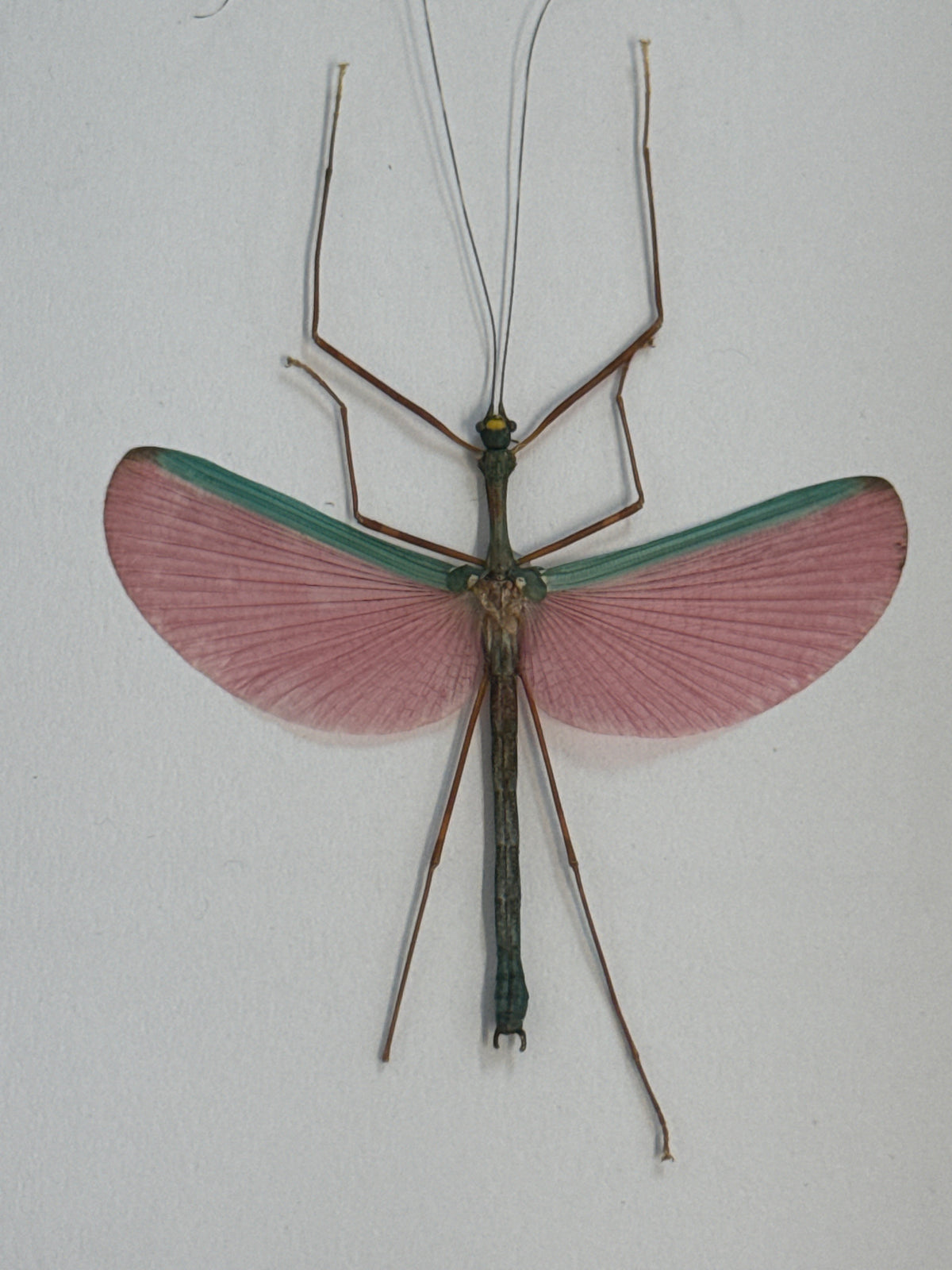 Pink Winged Stick Insect in a Frame