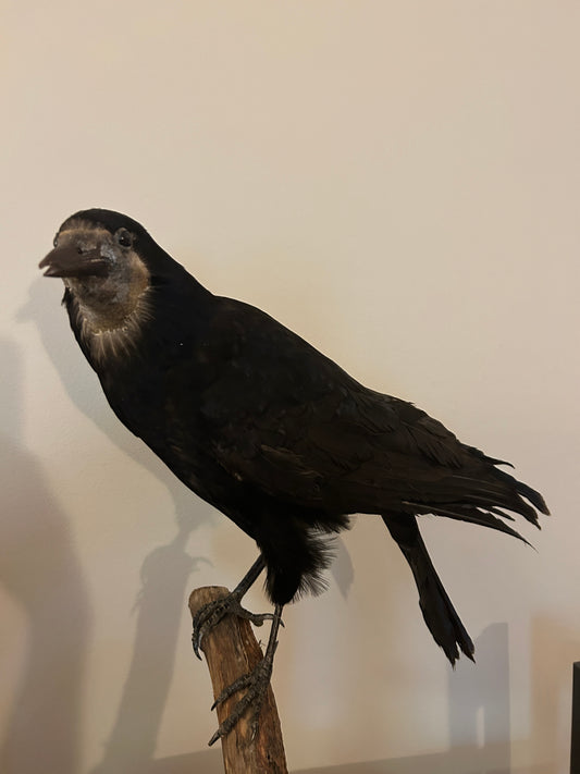 Taxidermy Rook Mount